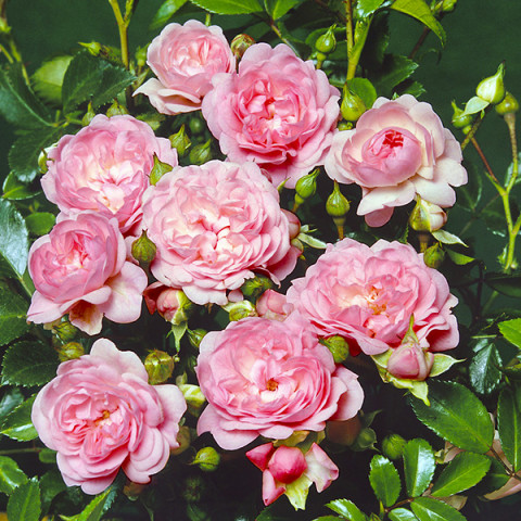 Róża Okrywowa Blush Pixie