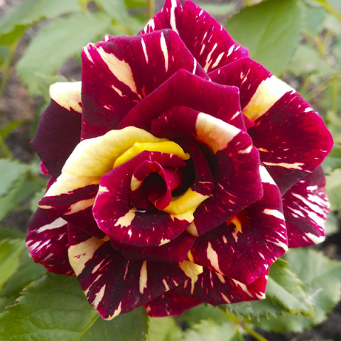 Róża Pnąca Abracadabra