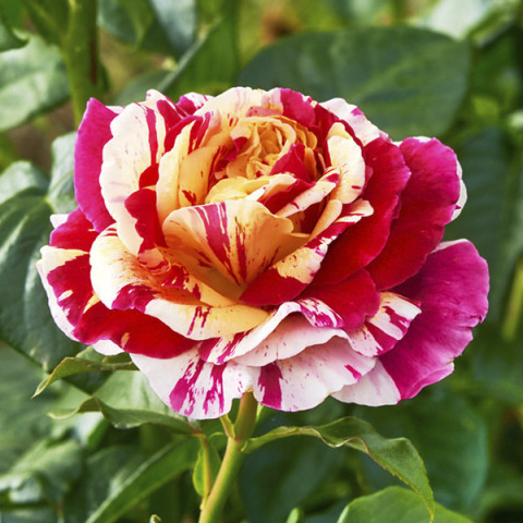 Róża Pnąca Vanille Fraise