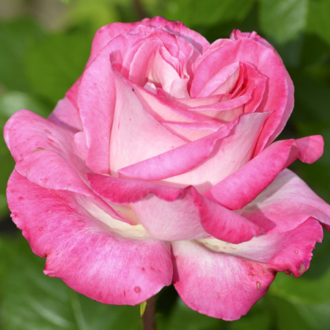 Róża Pnąca Sharika-Asma