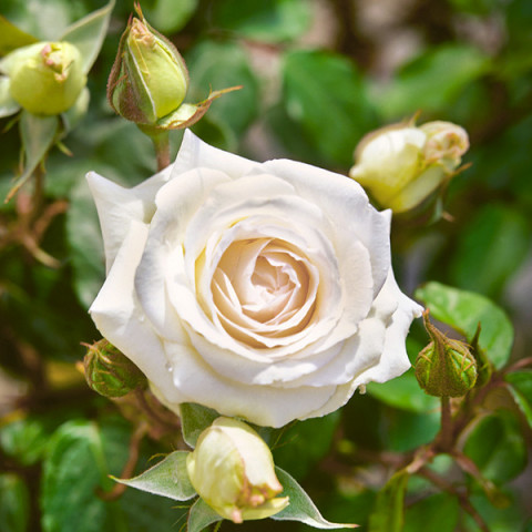 Róża Pnąca Biała