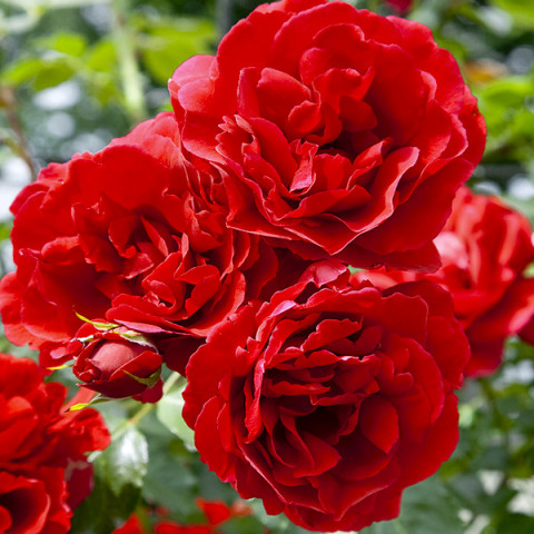 Róża Pnąca Czerwona