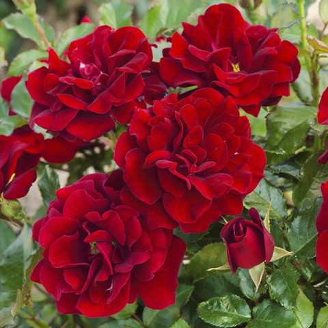 Róża Pnąca Czerwona (Climber)