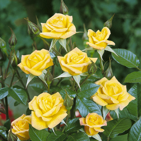 Róża Pnąca Laura Ford