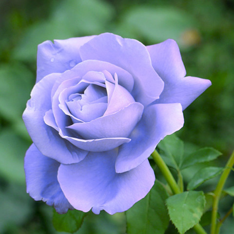 Róża Pnąca Niebieska